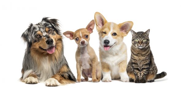 Vancouver Pets