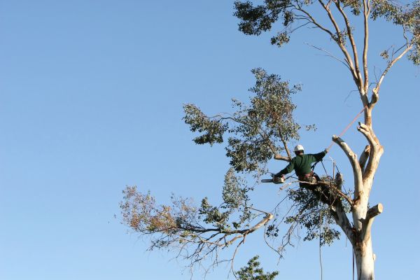 Vancouver Tree Trimming