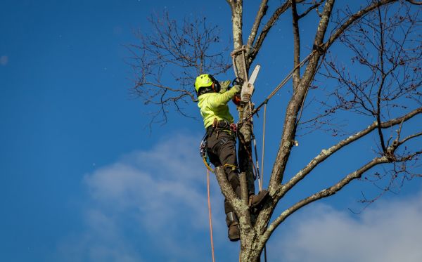 Vancouver Tree Removal