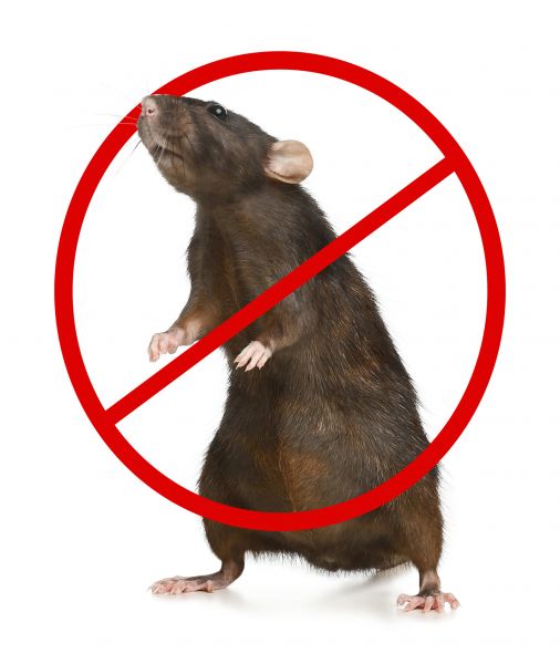 Vancouver Pest Control Service